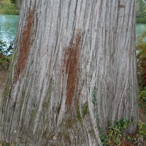 Photographie n°2116826 du taxon Paulownia tomentosa (Thunb.) Steud. [1841]