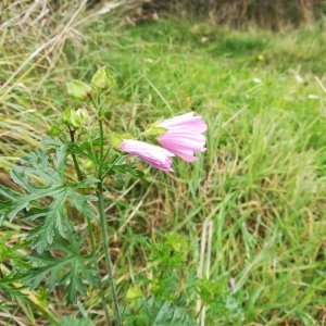 Photographie n°2116850 du taxon Malva moschata L. [1753]