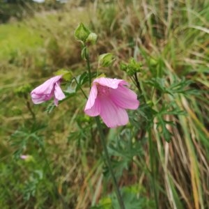 Photographie n°2116851 du taxon Malva moschata L. [1753]