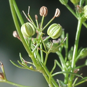 Photographie n°2116866 du taxon Cyclospermum leptophyllum (Pers.) Sprague ex Britton & Wilson