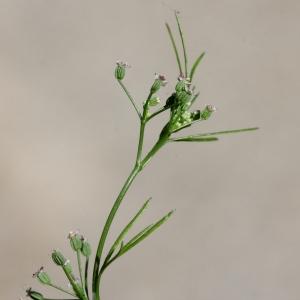 Photographie n°2116867 du taxon Cyclospermum leptophyllum (Pers.) Sprague ex Britton & Wilson