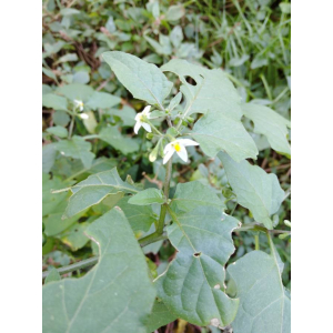 Solanum americanum Mill. (Morelle d'Amérique)
