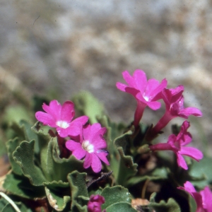 Photographie n°2116893 du taxon Primula hirsuta All. [1773]