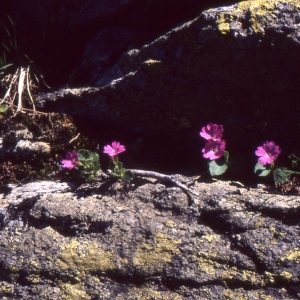 Photographie n°2116894 du taxon Primula hirsuta All. [1773]