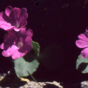 Photographie n°2116895 du taxon Primula hirsuta All. [1773]