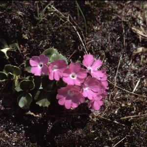 Photographie n°2116897 du taxon Primula hirsuta All. [1773]