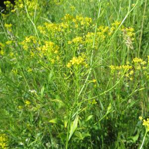 Photographie n°2116922 du taxon Rorippa austriaca (Crantz) Besser