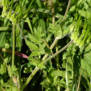 Photographie n°2116932 du taxon Erodium moschatum (L.) L'Hér. [1789]