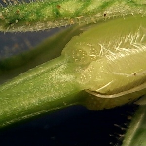 Photographie n°2116933 du taxon Erodium moschatum (L.) L'Hér. [1789]