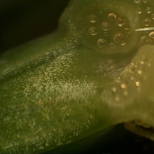 Photographie n°2116934 du taxon Erodium moschatum (L.) L'Hér. [1789]