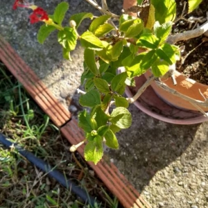 Photographie n°2116947 du taxon Lantana camara L. [1753]