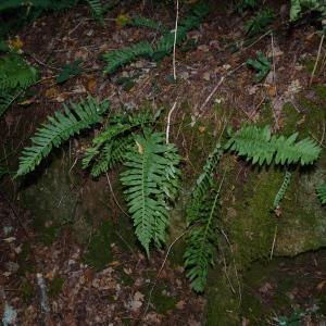 Photographie n°2116955 du taxon Polypodium cambricum L. [1753]