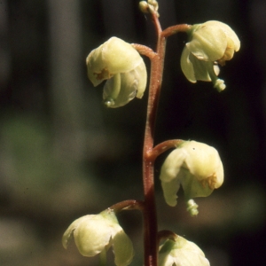 Photographie n°2116982 du taxon Pyrola minor L. [1753]