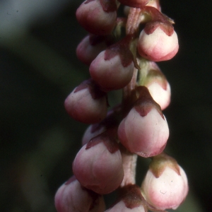 Photographie n°2116985 du taxon Pyrola minor L. [1753]