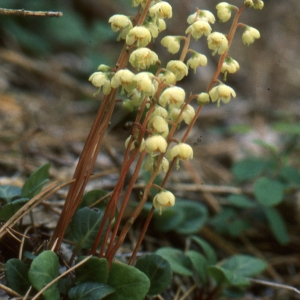 Photographie n°2116986 du taxon Pyrola minor L. [1753]