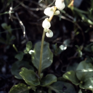 Photographie n°2116994 du taxon Pyrola minor L. [1753]