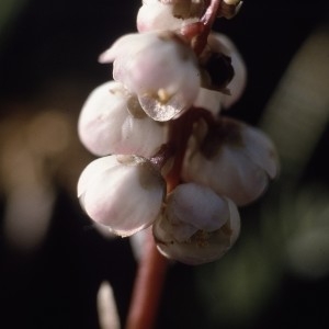 Photographie n°2116995 du taxon Pyrola minor L. [1753]