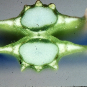 Photographie n°2117017 du taxon Angelica sylvestris L. [1753]