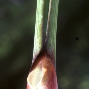 Photographie n°2117019 du taxon Angelica sylvestris L. [1753]