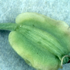 Photographie n°2117025 du taxon Angelica sylvestris L. [1753]
