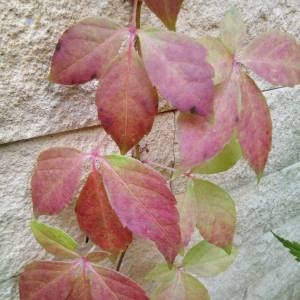 Photographie n°2117034 du taxon Parthenocissus quinquefolia (L.) Planch. [1887]