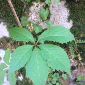 Photographie n°2117036 du taxon Parthenocissus quinquefolia (L.) Planch. [1887]