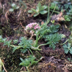  - Ligusticum mutellina (L.) Crantz [1767]