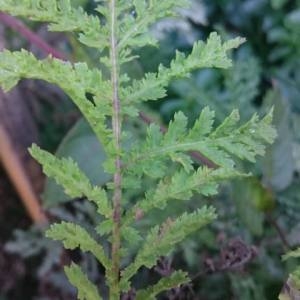 Photographie n°2117088 du taxon Tanacetum vulgare L. [1753]