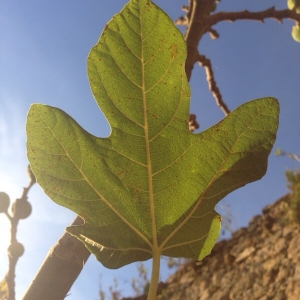 Photographie n°2117101 du taxon Ficus carica L. [1753]