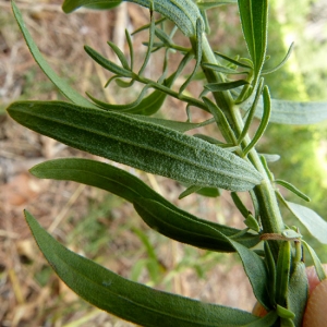 Photographie n°2117152 du taxon Galatella sedifolia subsp. rigida (DC.) Greuter [2005]