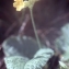  Liliane Roubaudi - Primula veris subsp. veris 