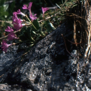 Primula viscosa All. (Primevère à feuilles larges)