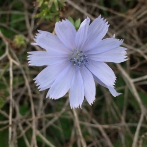 Photographie n°2117196 du taxon Cichorium intybus L. [1753]