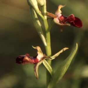 Photographie n°2117244 du taxon Ophrys sphegodes Mill. [1768]