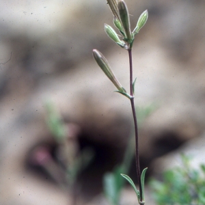 Silene fruticosa L.