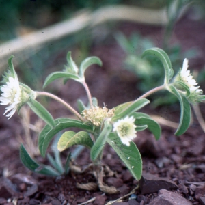 Scabiosa prolifera L.