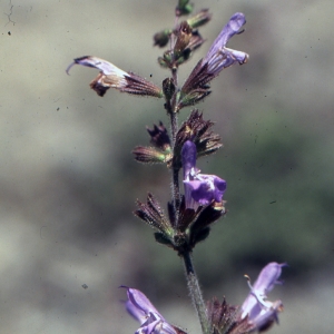 Photographie n°2117254 du taxon Salvia fruticosa Mill. [1768]