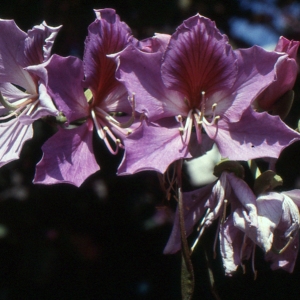 Photographie n°2117263 du taxon Bauhinia variegata L. [1753]