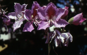 Liliane Roubaudi, le 27 avril 1994 (Chypre)