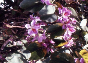 Liliane Roubaudi, le 27 avril 1994 (Chypre)