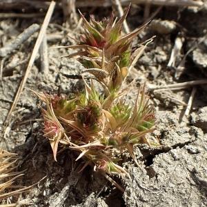 Photographie n°2117287 du taxon Crypsis aculeata (L.) Aiton [1789]