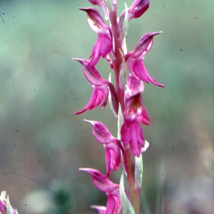 Photographie n°2117326 du taxon Orchidaceae 