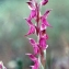  Liliane Roubaudi - Orchidaceae 