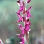  Liliane Roubaudi - Orchidaceae 