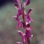  Liliane Roubaudi - Orchidaceae 