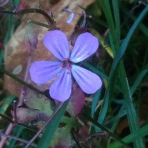 Photographie n°2117391 du taxon Geranium robertianum L. [1753]