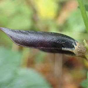 Photographie n°2117439 du taxon Vicia sepium L. [1753]