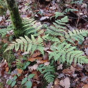 Photographie n°2117443 du taxon Dryopteris dilatata (Hoffm.) A.Gray [1848]