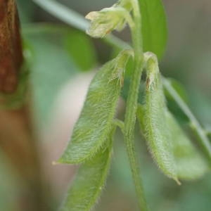 Photographie n°2117454 du taxon Ervilia hirsuta (L.) Opiz [1852]