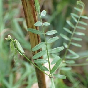 Photographie n°2117455 du taxon Ervilia hirsuta (L.) Opiz [1852]